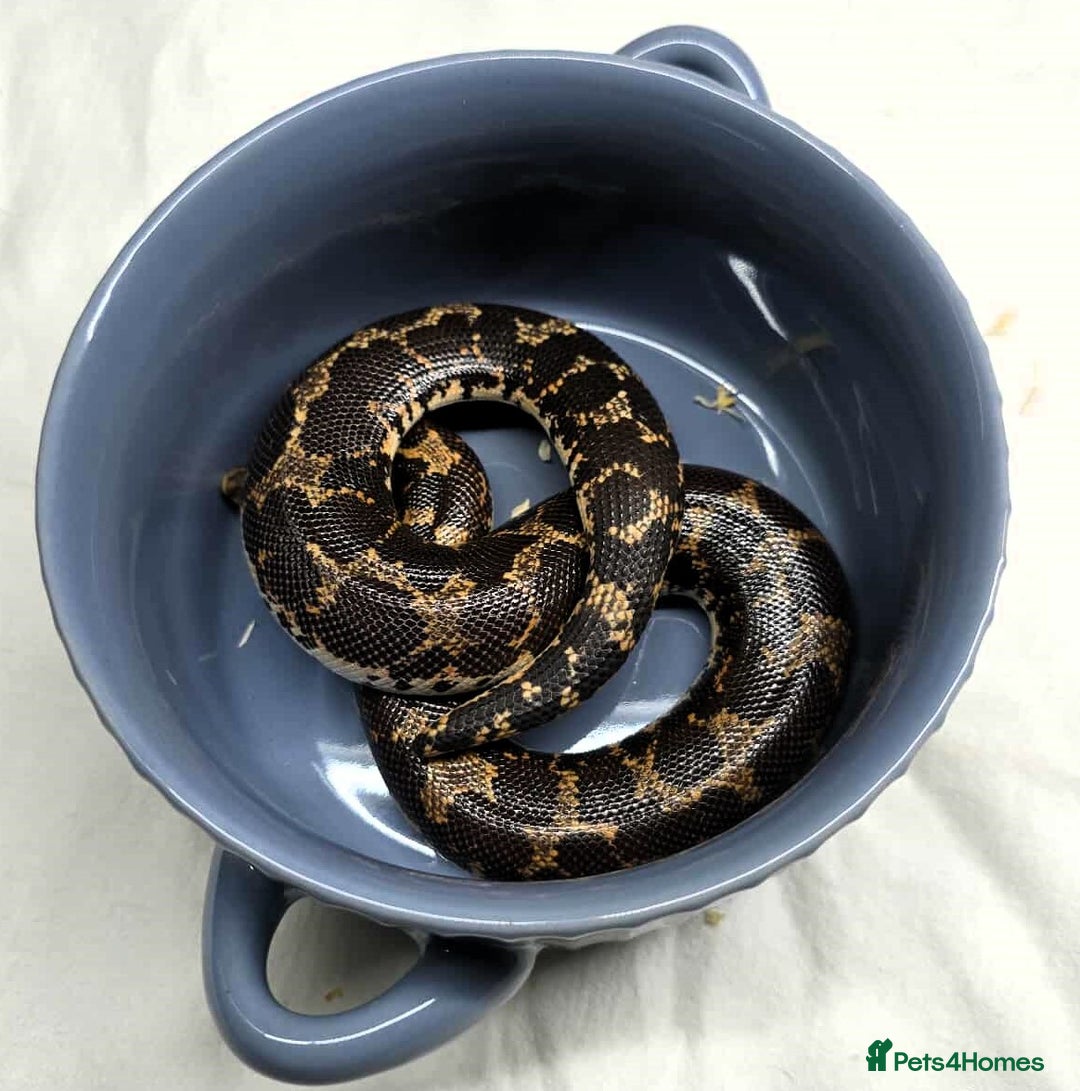 Snake reptiles for sale: Male Kenyan Sand Boa - Image 5