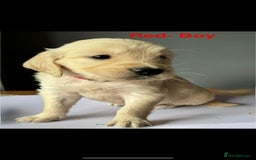 Golden Retriever dogs for sale: Golden Retriever puppies  - Image 5