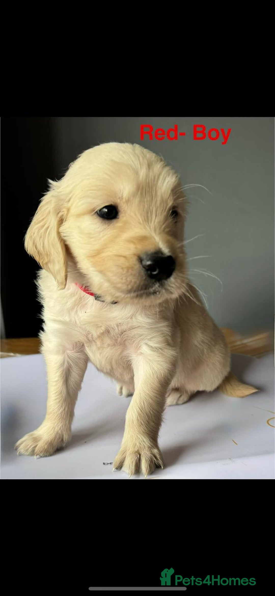 Golden Retriever dogs for sale: Golden Retriever puppies  - Image 5