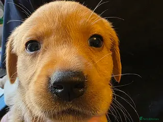 Labrador Retriever dogs Kc Reg Dark Fox Red & Light Red Lab Pups - Advert 2