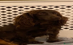 Cocker Spaniel dogs for sale: Beautiful KC Registered Cocker Spaniels - Image 5