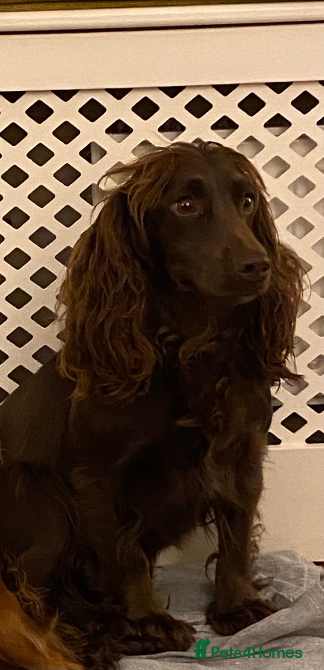 Cocker Spaniel dogs for sale: Beautiful KC Registered Cocker Spaniels - Image 5