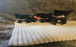 British Shorthair cats for sale: 4 beautiful fluffy kittens 4 weeks old  - Image 4