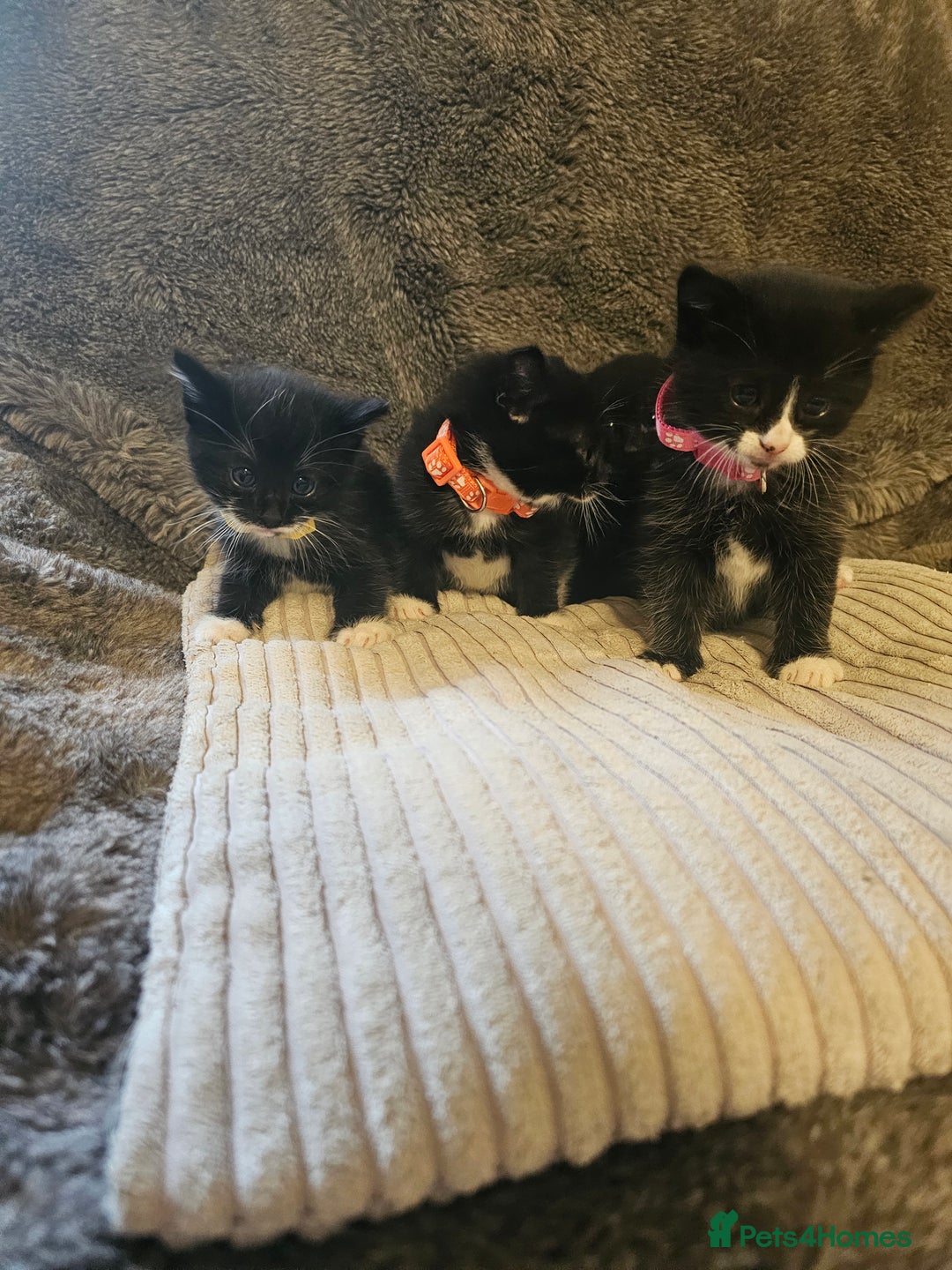 British Shorthair cats for sale: 4 beautiful fluffy kittens 4 weeks old  - Image 4