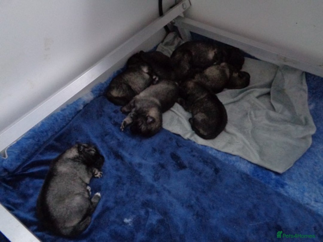 Keeshond dogs for sale: Keeshond Puppies - Advert 2