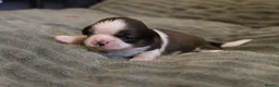 Shih Tzu dogs for sale: LOVELY SHIH TZU PUPPIES KC REG PEDIGREE  in Bootle - Advert 2