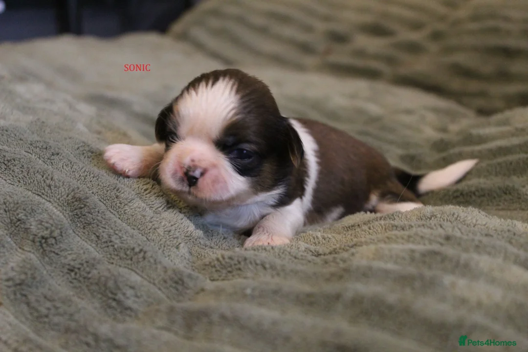 Shih Tzu dogs for sale: LOVELY SHIH TZU PUPPIES KC REG PEDIGREE  in Bootle - Advert 2