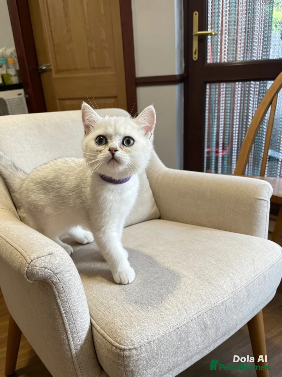 British Shorthair cats for sale: BSH Silver/Black Tipped Boys GCCF Registered  - Advert 1