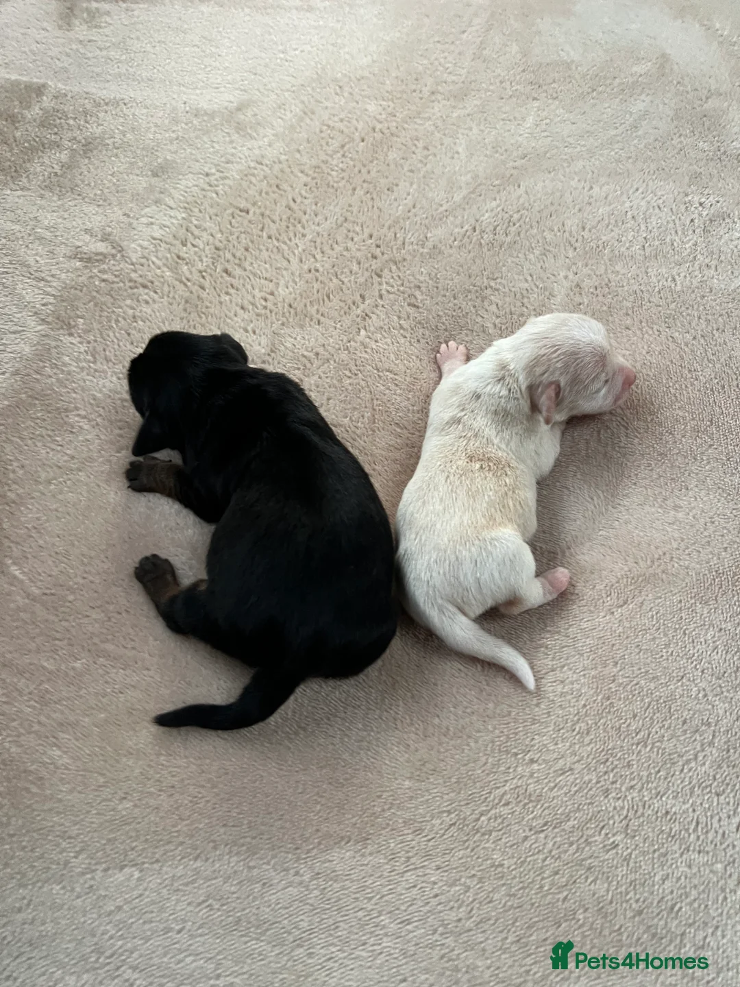 Yorkshire Terrier dogs for sale: Yorkshire Terrier pups in Stafford - Advert 2