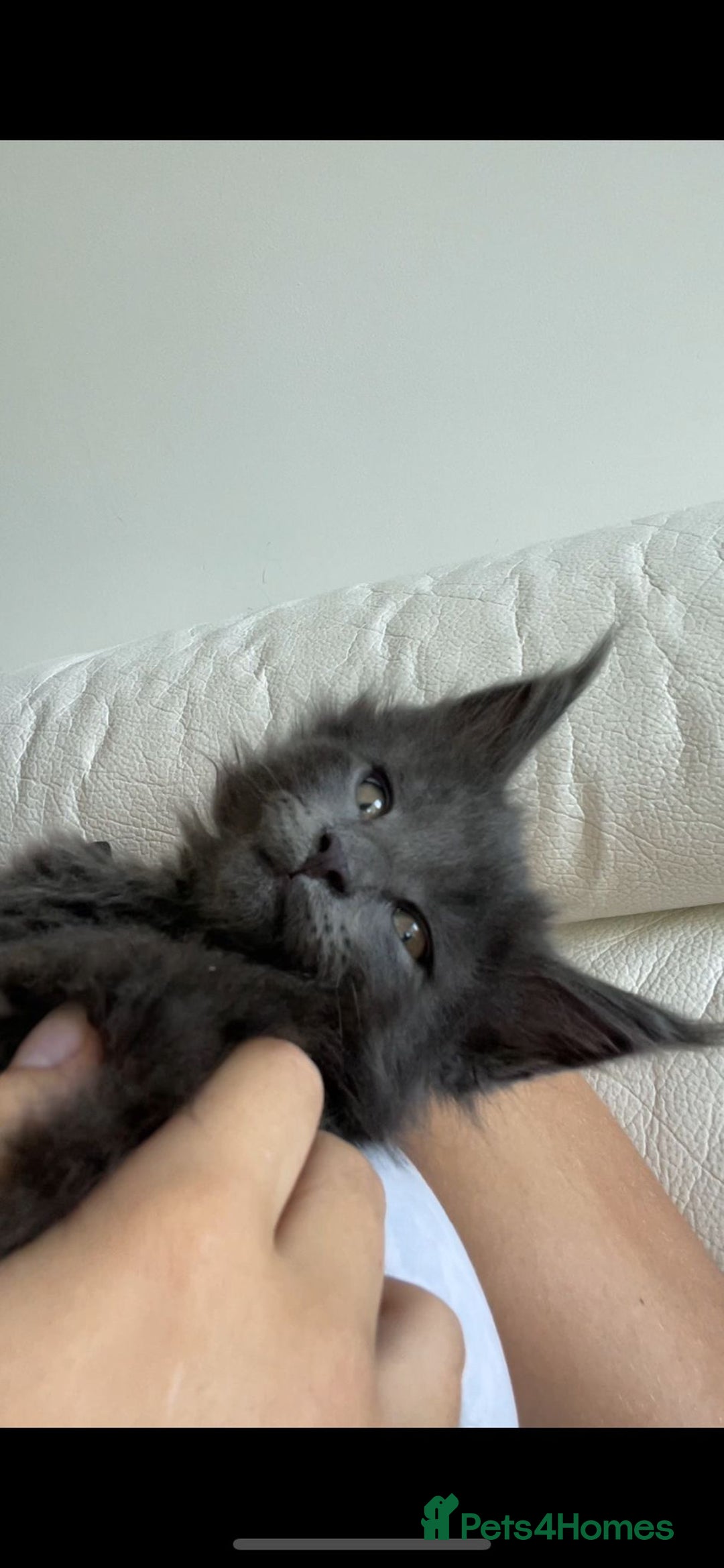 Maine Coon cats for sale:  Gccf registered Main Coon Kittens  - Image 20