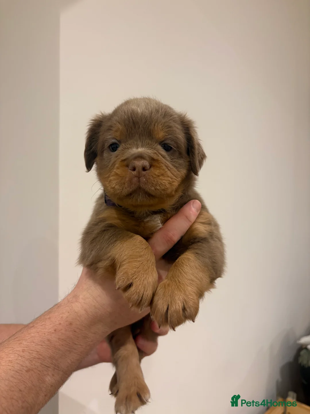 Olde English Bulldogge dogs for sale: Olde english ‘mammut’ bulldog  - Advert 10