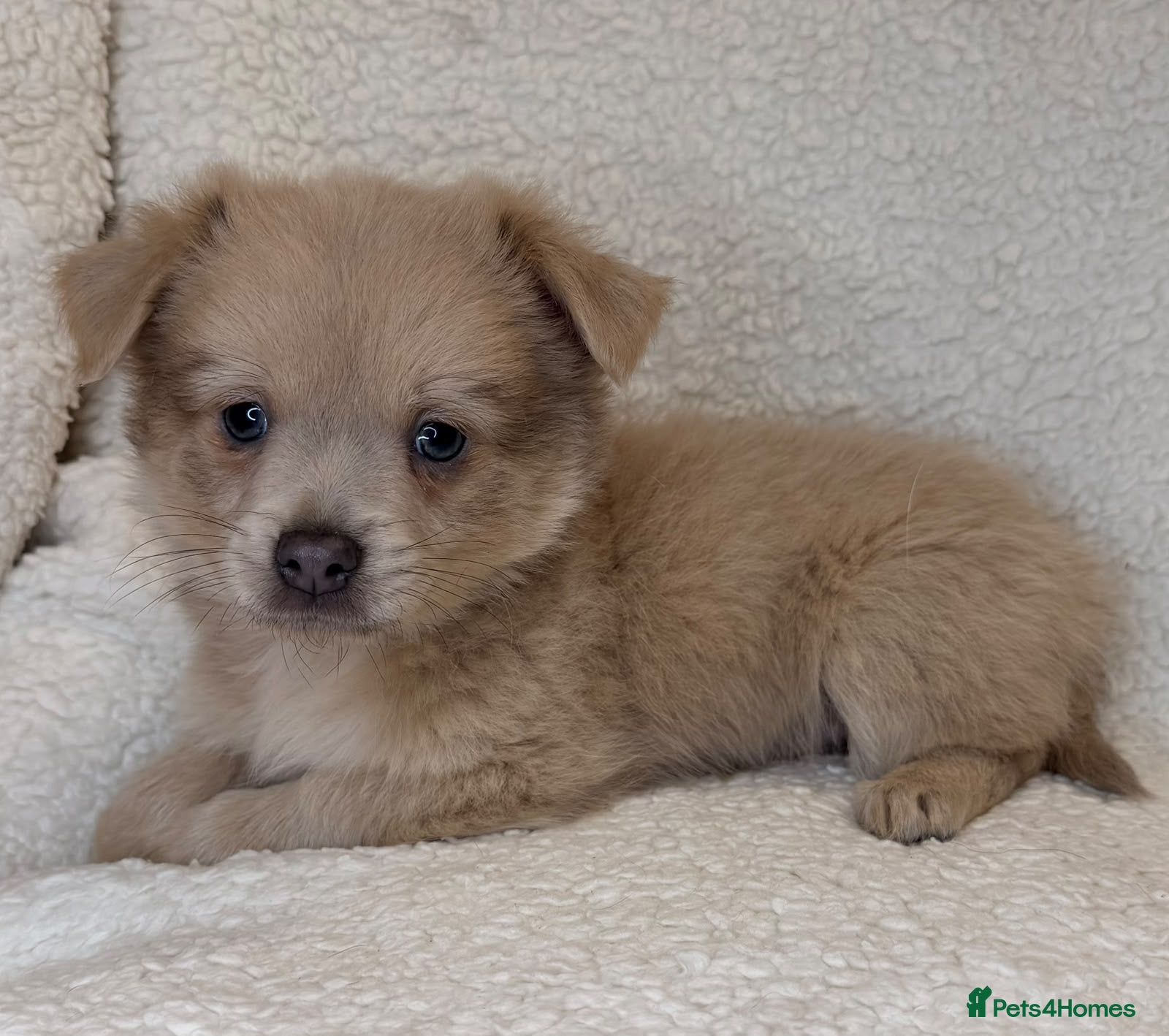 Mixed Breed dogs Pomeranian x chihuahua pups  - Advert 2