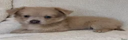 Mixed Breed dogs for sale: Pomeranian x chihuahua pups  - Advert 2