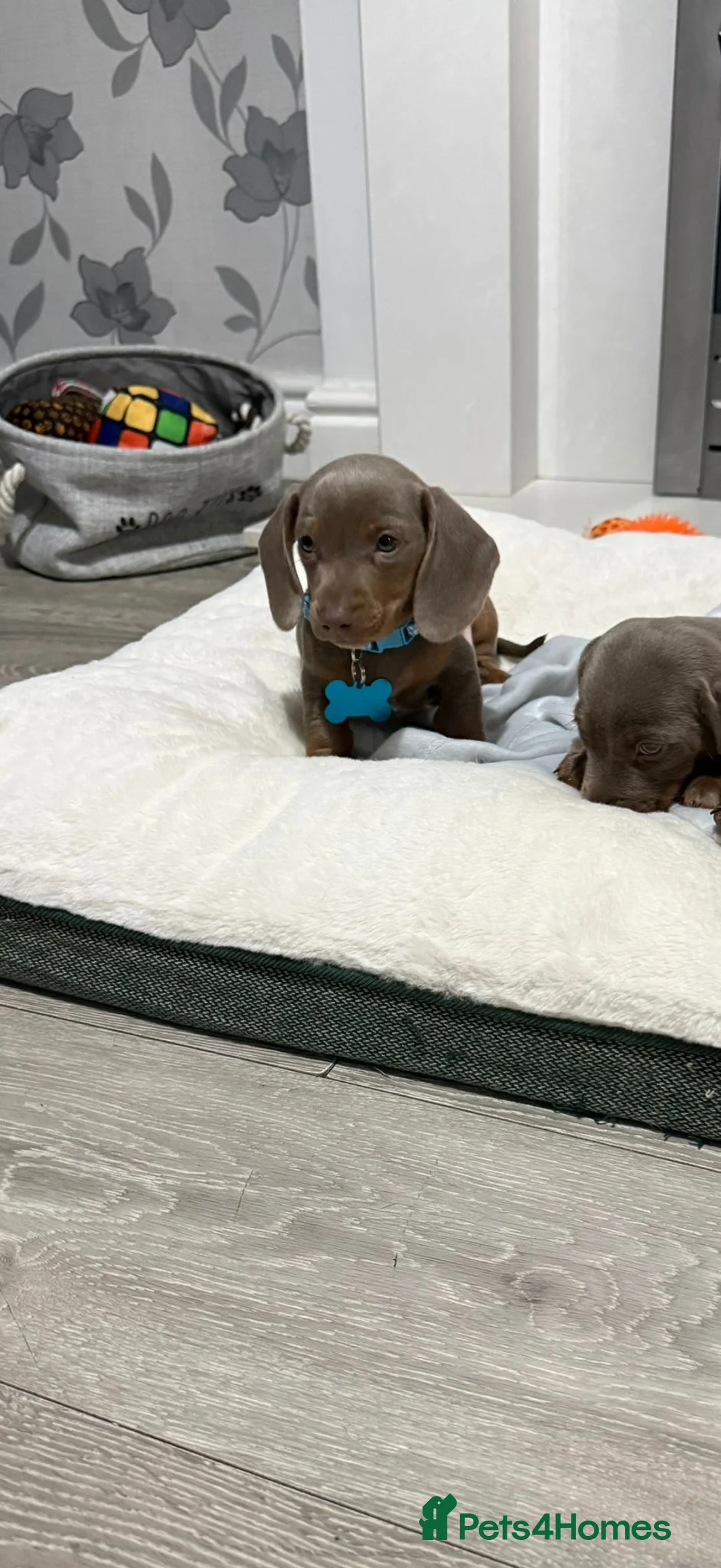 Miniature Dachshund dogs for sale: PRA Clear Miniature Dachshund Puppies  - Advert 19
