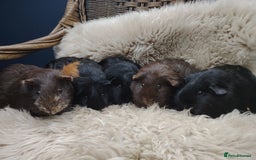 Guinea Pig rodents for sale: Guinea pigs babies and adults  - Image 10