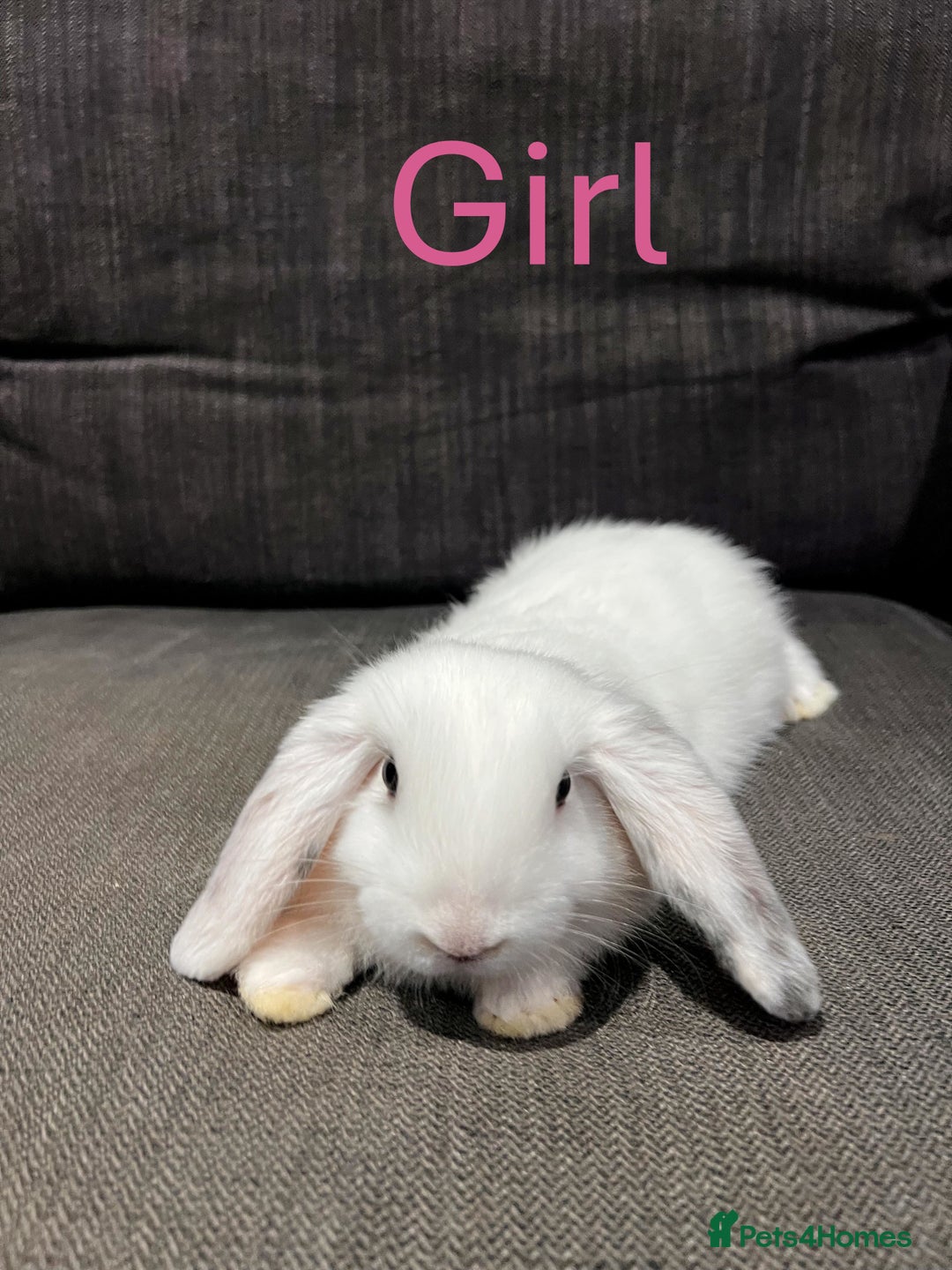 Mini Lop rabbits for sale: 🐰 Adorable mini lop Rabbits for Sale - Advert 3