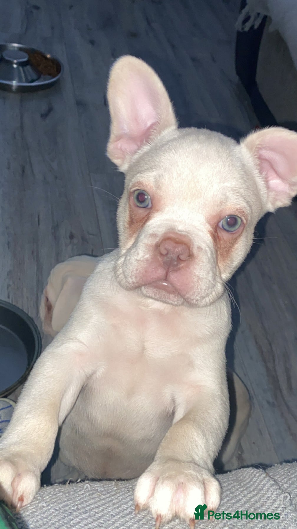 French Bulldog dogs 💚/💙 eyed boy left - fluffy carrier  - Advert 1