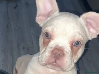 French Bulldog dogs 💚/💙 eyed boy left - fluffy carrier - Advert 1