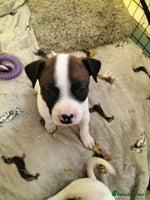 Mixed Breed dogs Cute litter of puppys - Advert 4