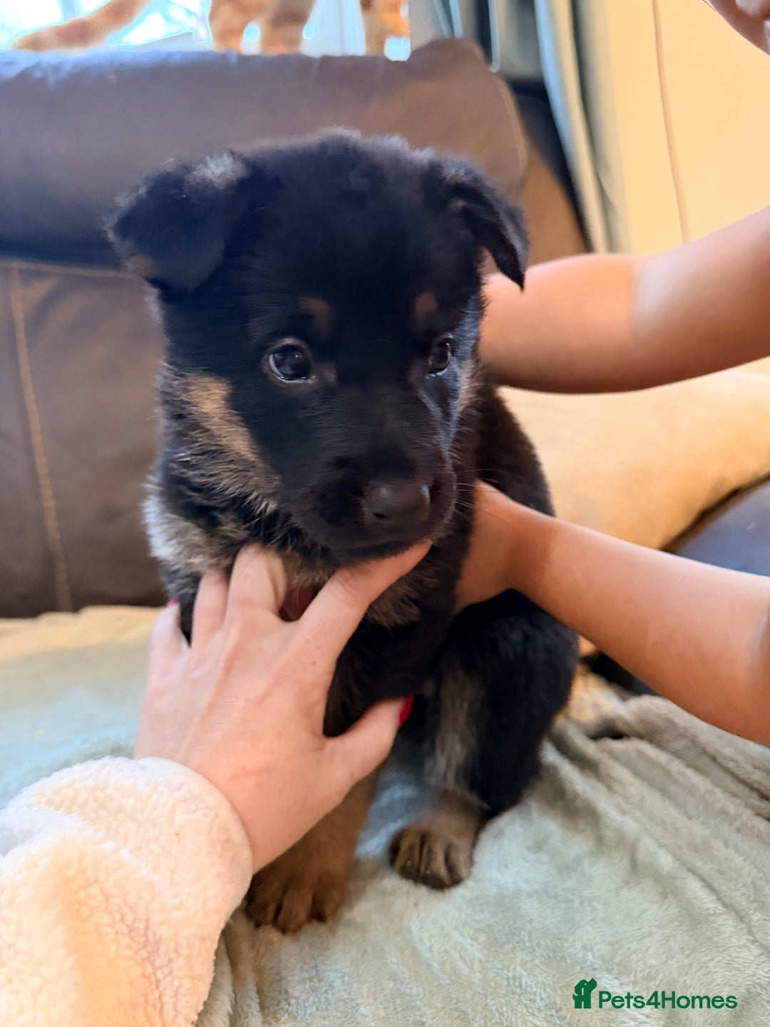 German Shepherd dogs for sale: 4x German shepard  pups females available  - Advert 14