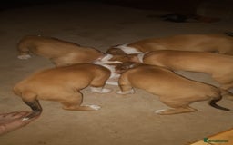 Mixed Breed dogs for sale: Gorgeous litter of puppies red fawn  - Image 14
