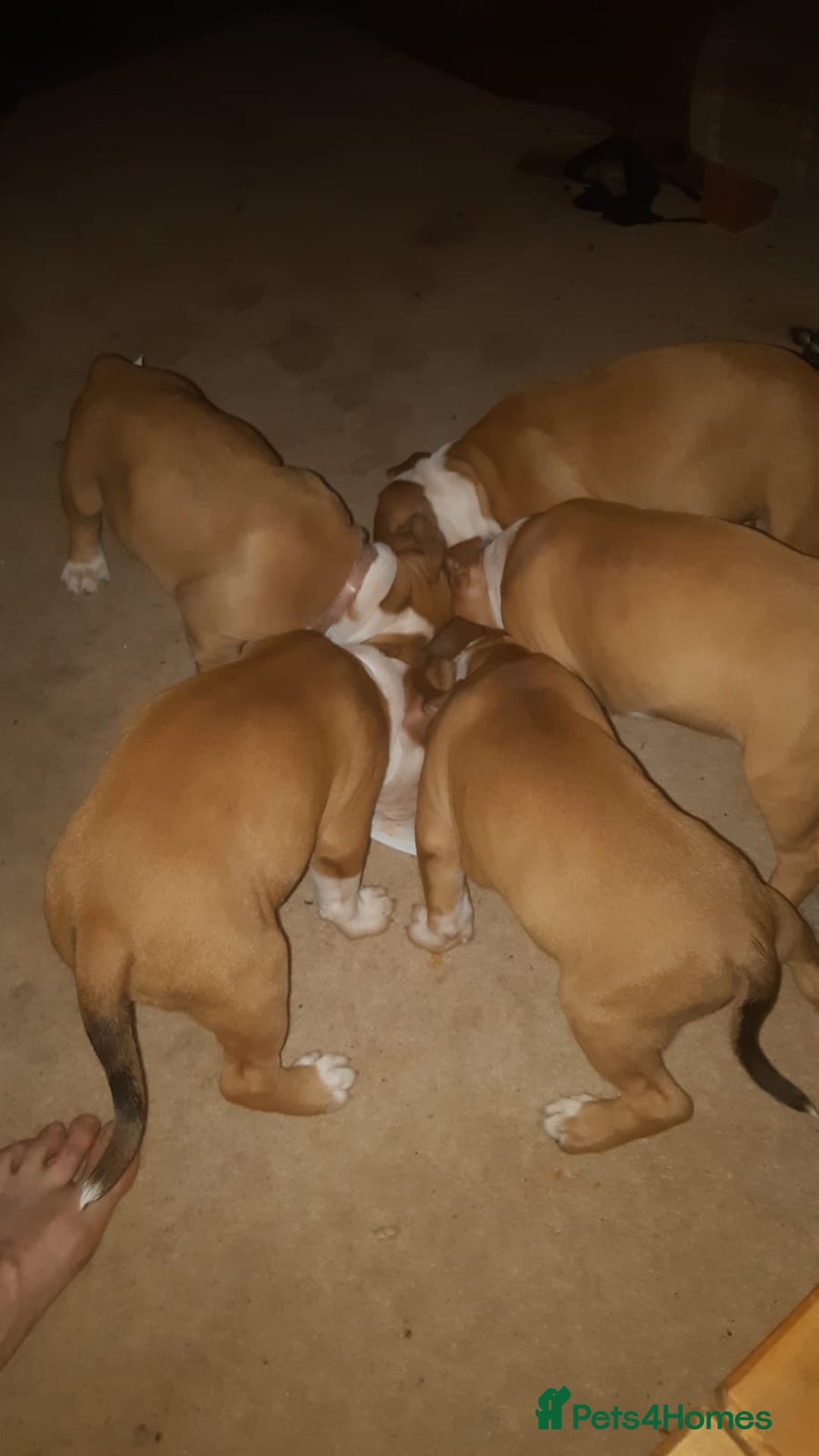 Mixed Breed dogs for sale: Gorgeous litter of puppies red fawn  - Image 14