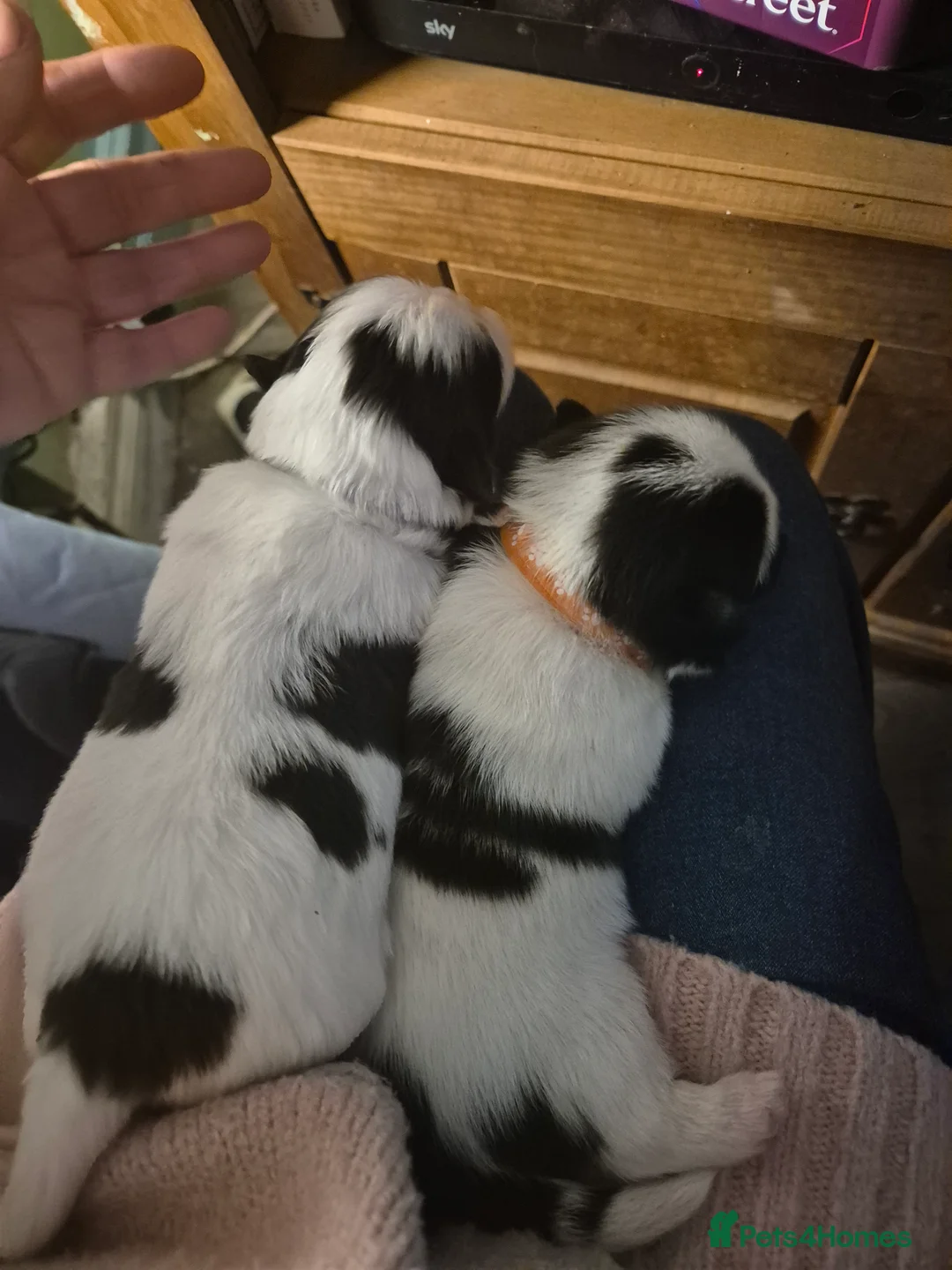 Malshi dogs for sale: 2 female malshi pups  - Advert 6