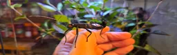 Stick Insects invertebrates for sale: Black Beauty stick insects, peruphasma shulteii  - Advert 1