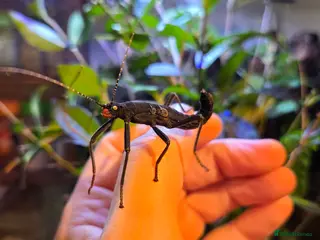 Stick Insects invertebrates Black Beauty stick insects, peruphasma shulteii - Advert 16