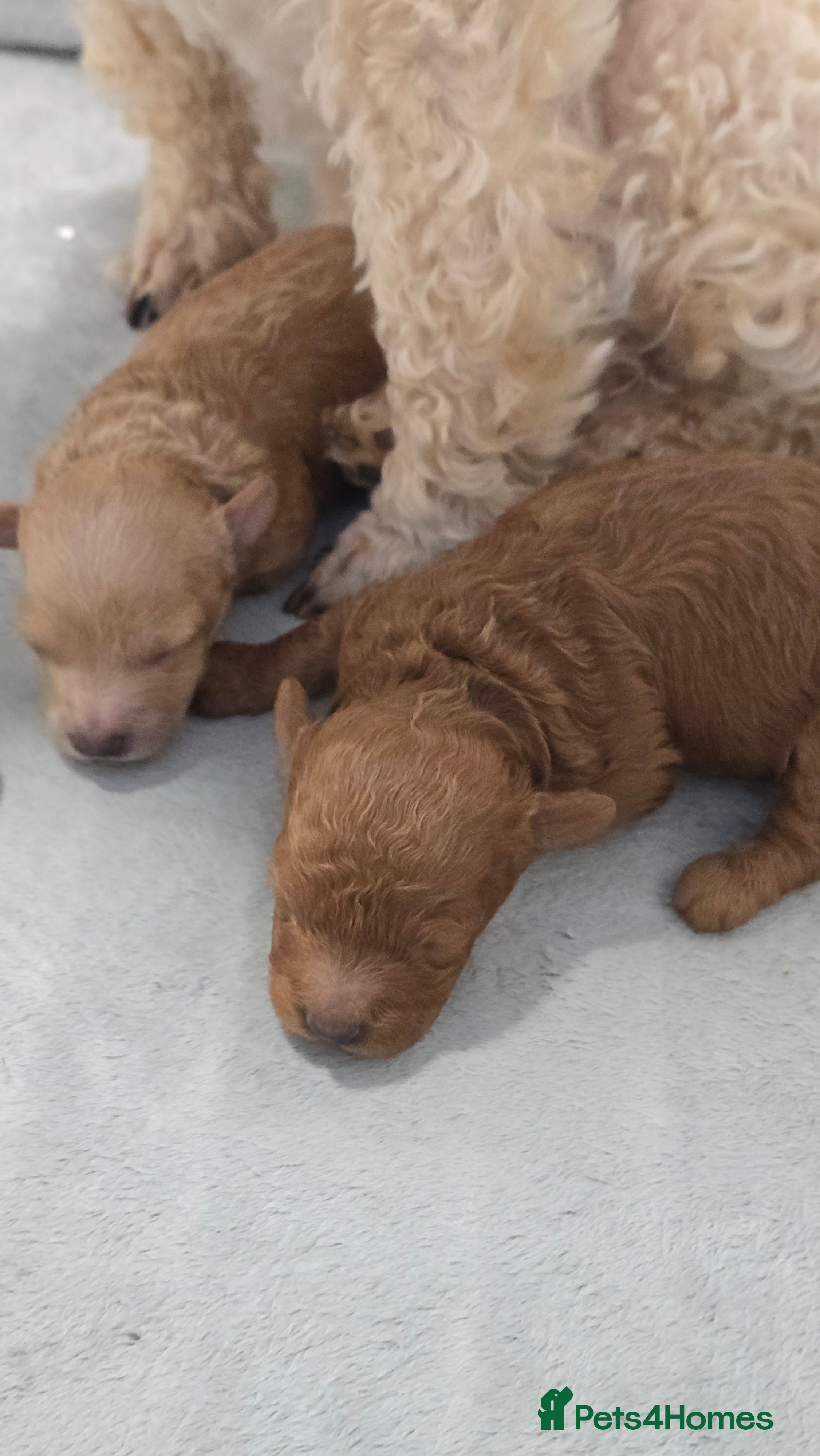 Toy Poodle dogs Exquisite purebreed toy poodle female  - Advert 1