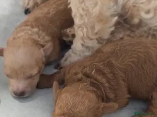 Toy Poodle dogs Exquisite purebreed toy poodle female - Advert 1