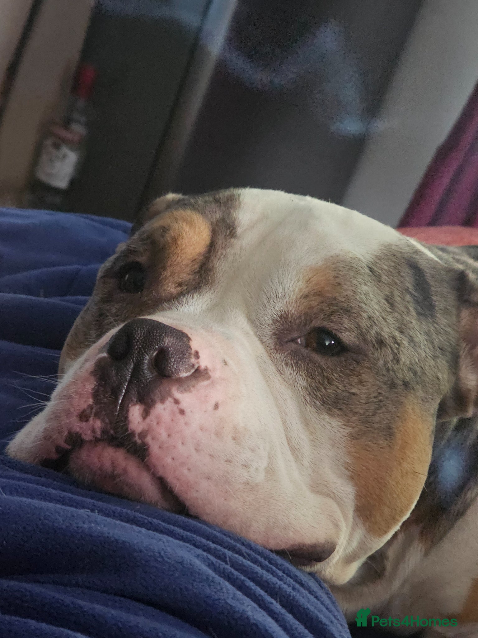 American Bully dogs Drako the pocket bully - Advert 7