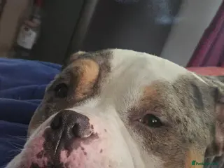 American Bully dogs Drako the pocket bully - Advert 7