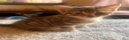Mixed Breed cats for sale: Mixed bengal - Advert 11