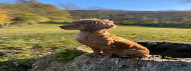 Tikka