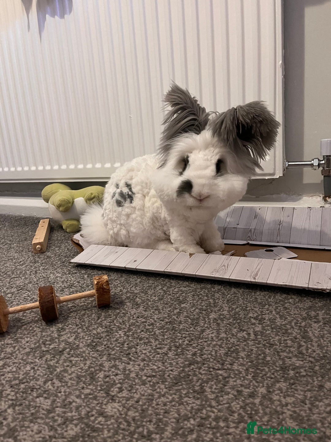 Angora rabbits for sale: Gorgeous bonded English angoras x2  - Image 11