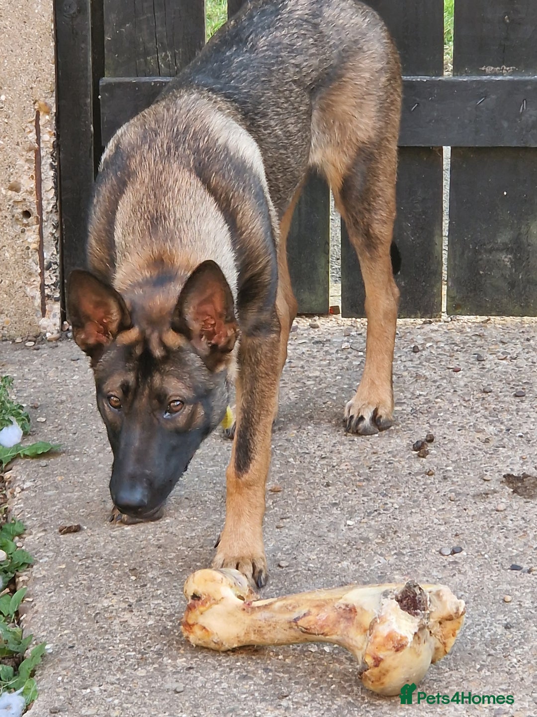 Mixed Breed dogs for sale: Malinois X sadly needs rehoming - Advert 4