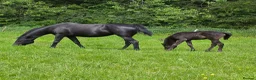 Arabian horse horses for sale: READY to Reserved ! REGISTERED BLACK ARAB COLT  - Advert 3