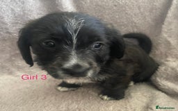 Mixed Breed dogs for sale: Jack Russell x westie  - Image 12