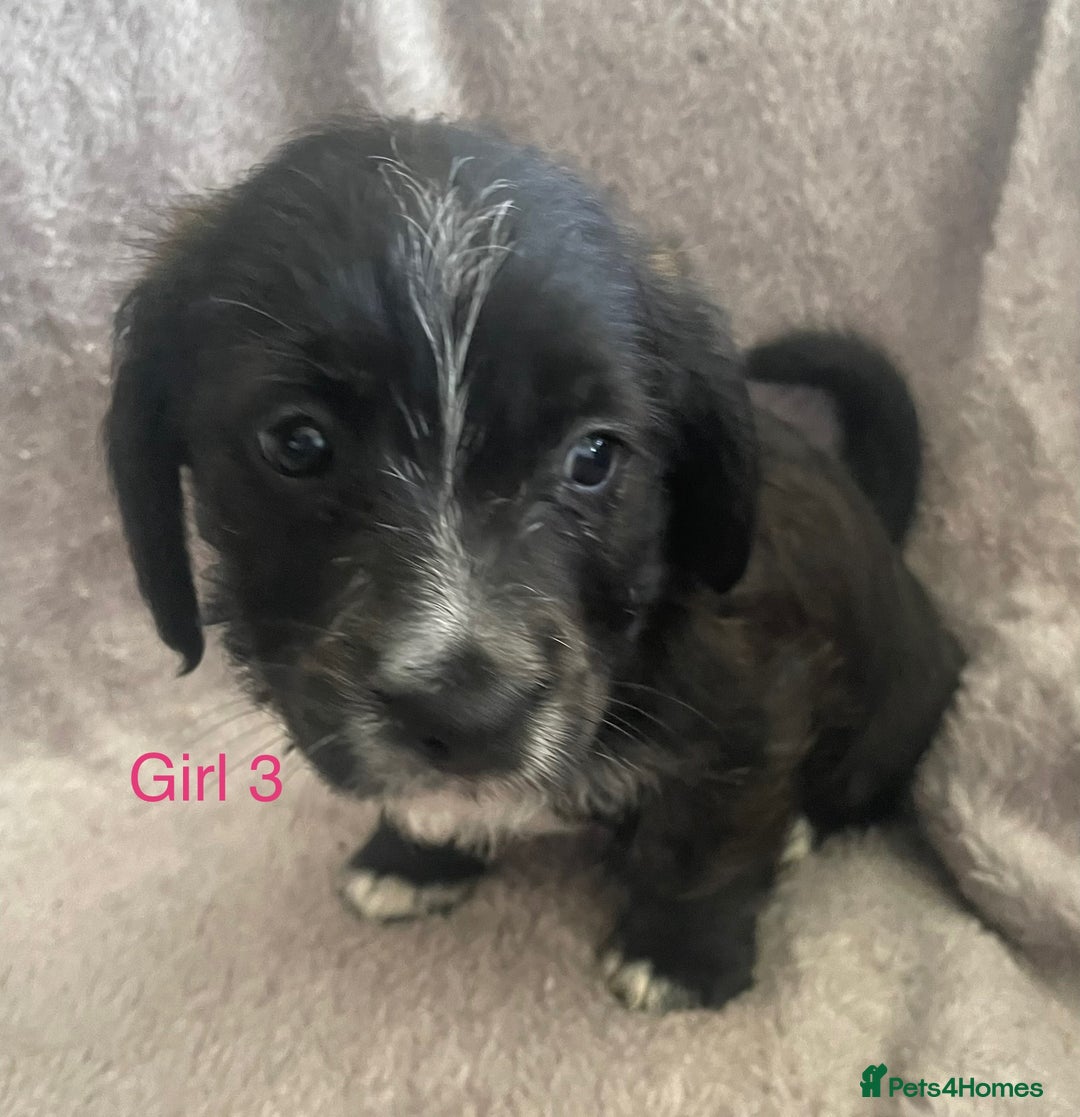 Mixed Breed dogs for sale: Jack Russell x westie  - Image 12