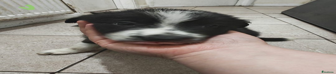 Border Collie Puppy 5