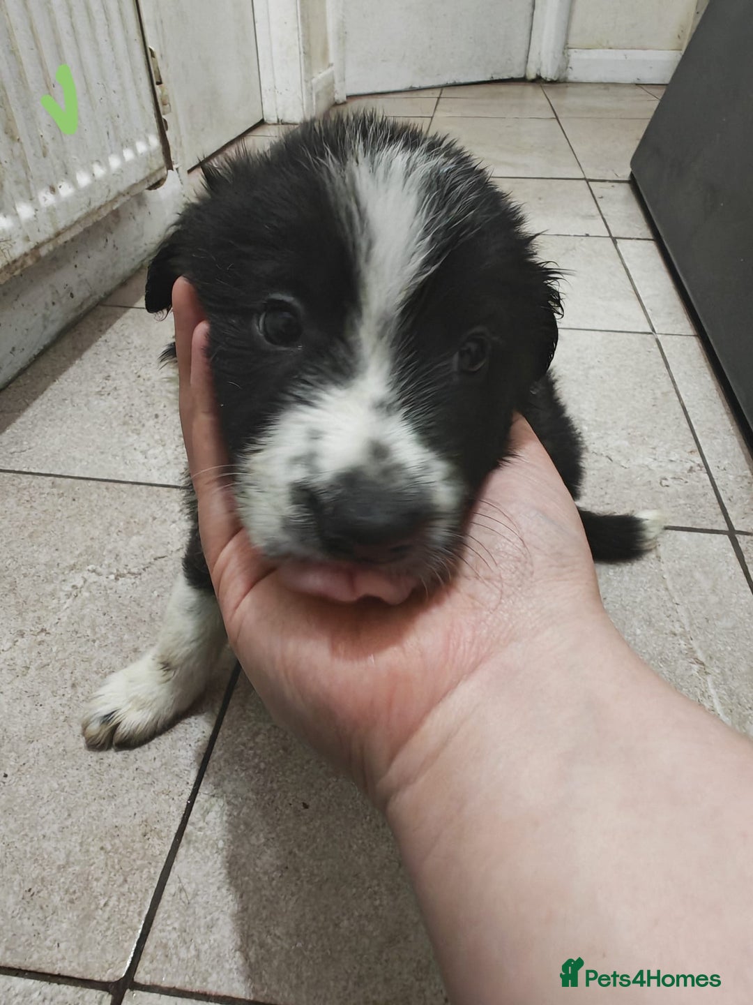 Border Collie dogs for sale: Border collie puppies for sale - Image 5