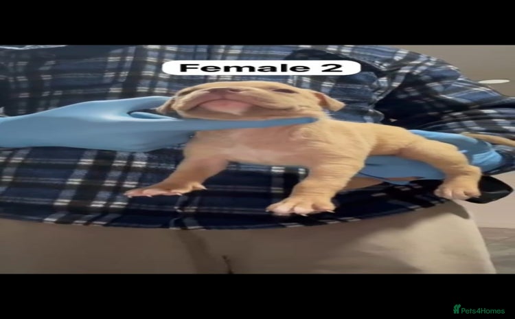 Mastiff dogs Mastiff  - Advert 14