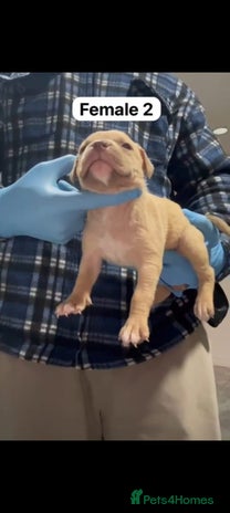 Mastiff dogs Mastiff - Advert 1