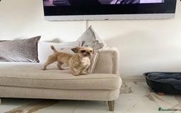 Shih Tzu dogs for sale: Two beautiful shih tzu’s mother and daughter  - Image 6