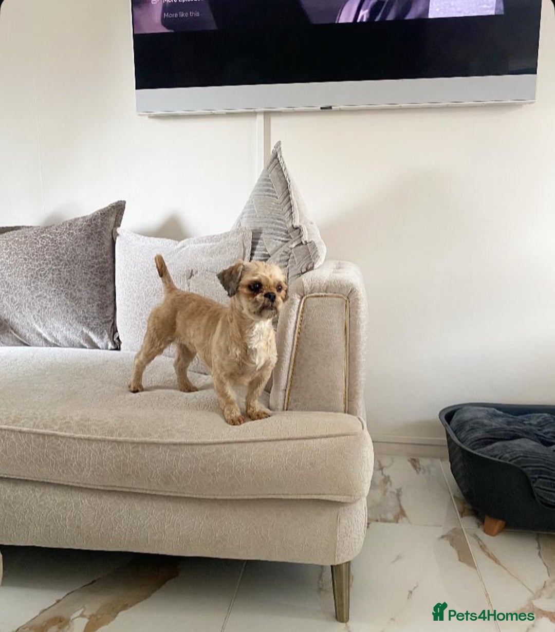 Shih Tzu dogs for sale: Two beautiful shih tzu’s mother and daughter  - Image 6