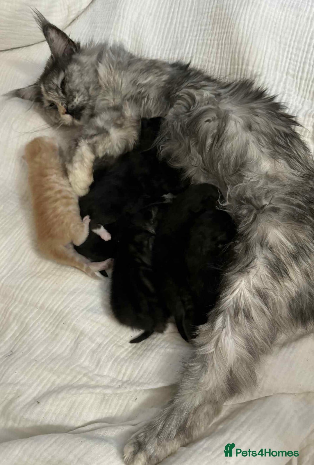 Maine Coon cats for sale: Maine coon x kittens  - Advert 17