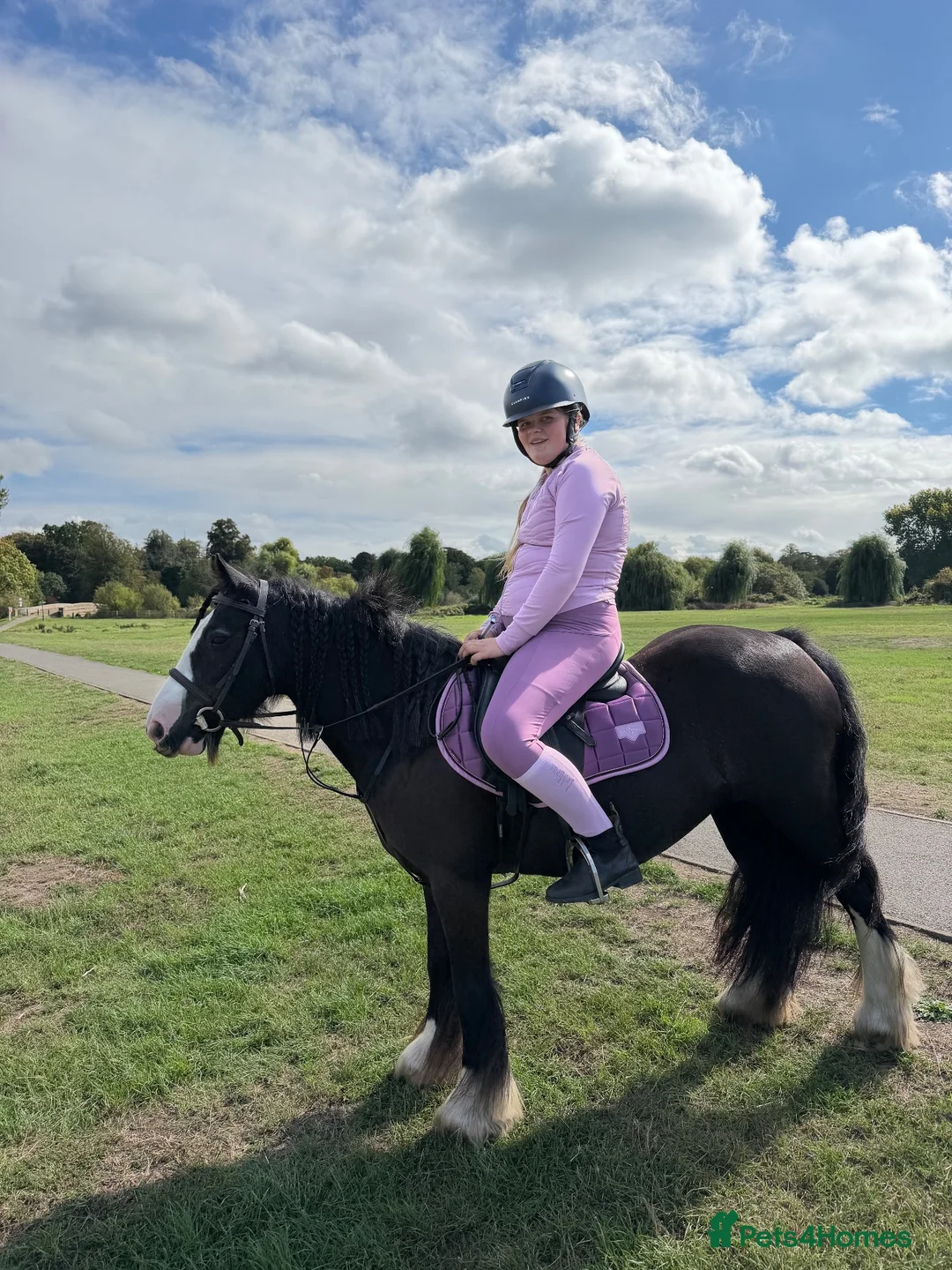 Irish Cob horses for sale: Much loved pony  - Advert 3