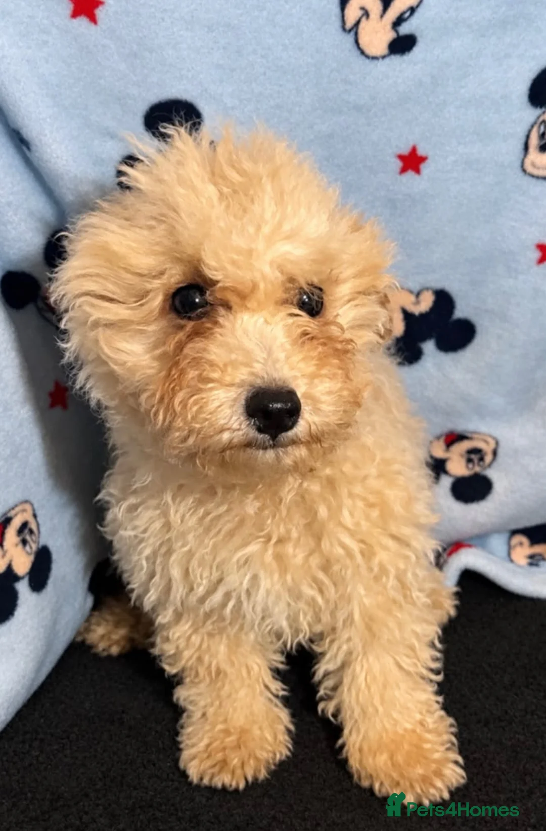 Cavapoo dogs for sale: F1 Cavapoo Puppies’s ready now!! - Advert 2