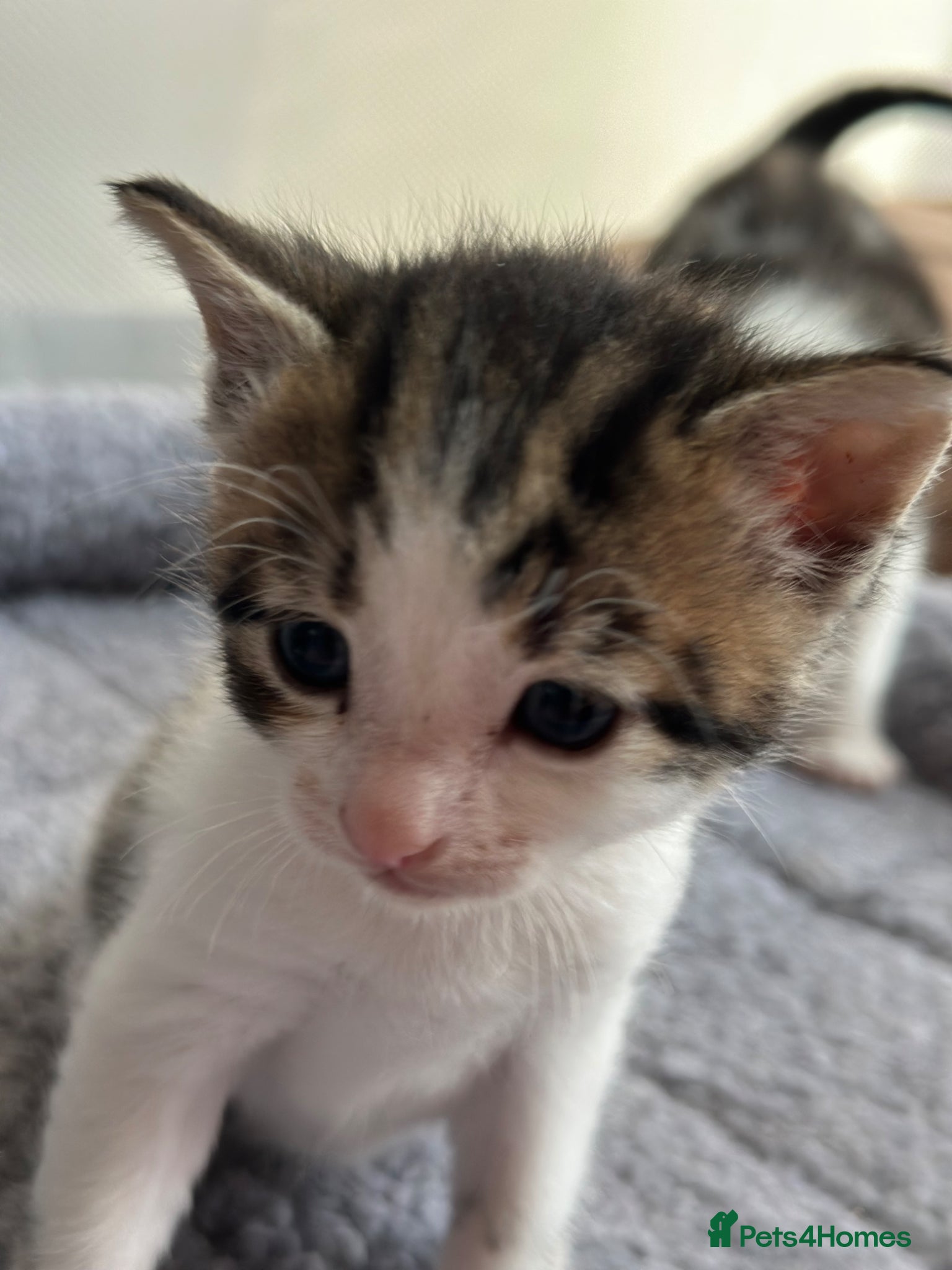 Mixed Breed cats Beautiful Affectionate Kittens - Advert 12